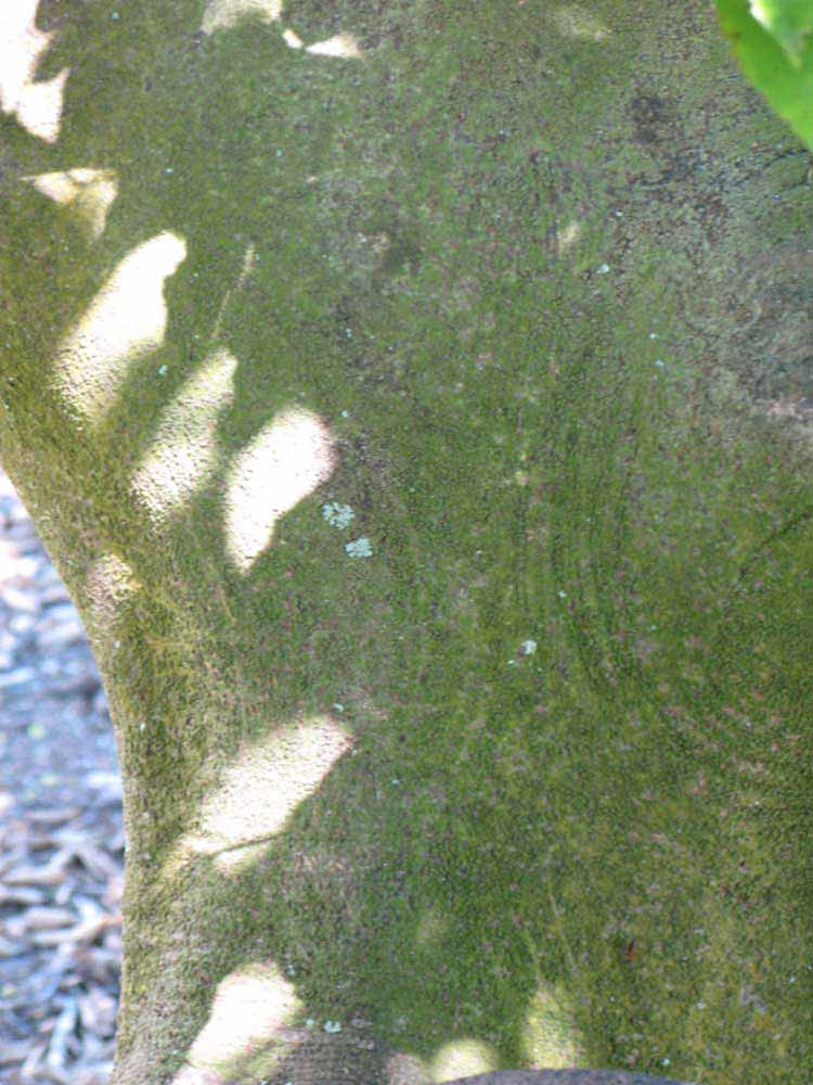                       Bark (Winter Haven, FL)       